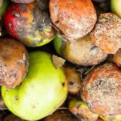 Piège aux vieux fruits pour se débarrasser des moucherons